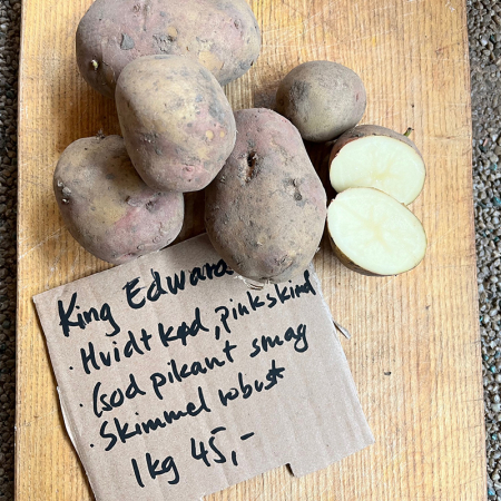 Læggekartoffel King Edward kan købes på Naturplanteskolen