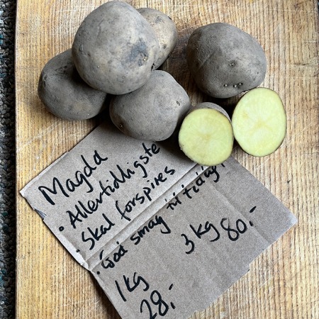 Læggekartoffel Magda kan købes på Naturplanteskolen