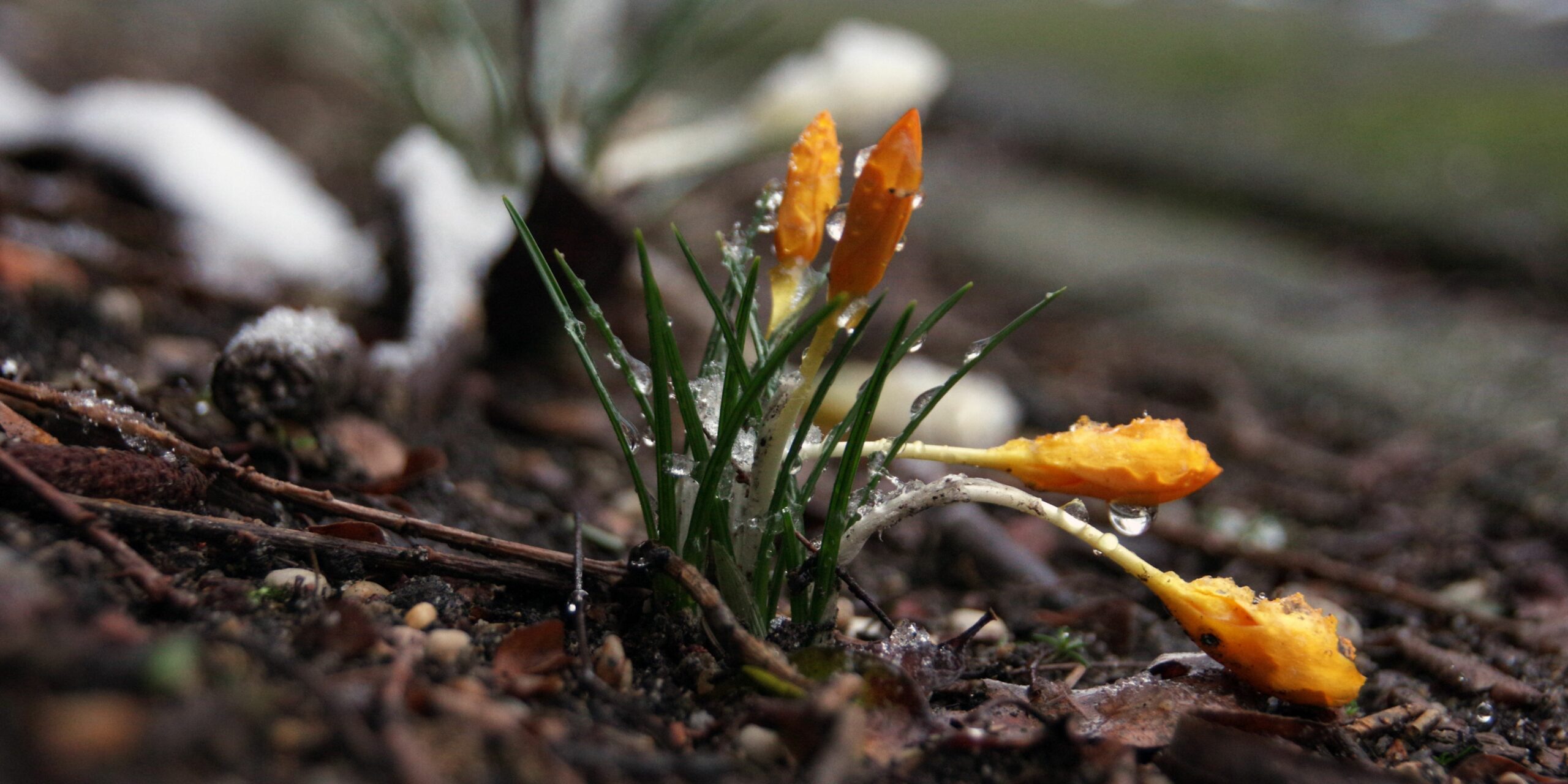 blomst i naturen med is på og sne ved siden af