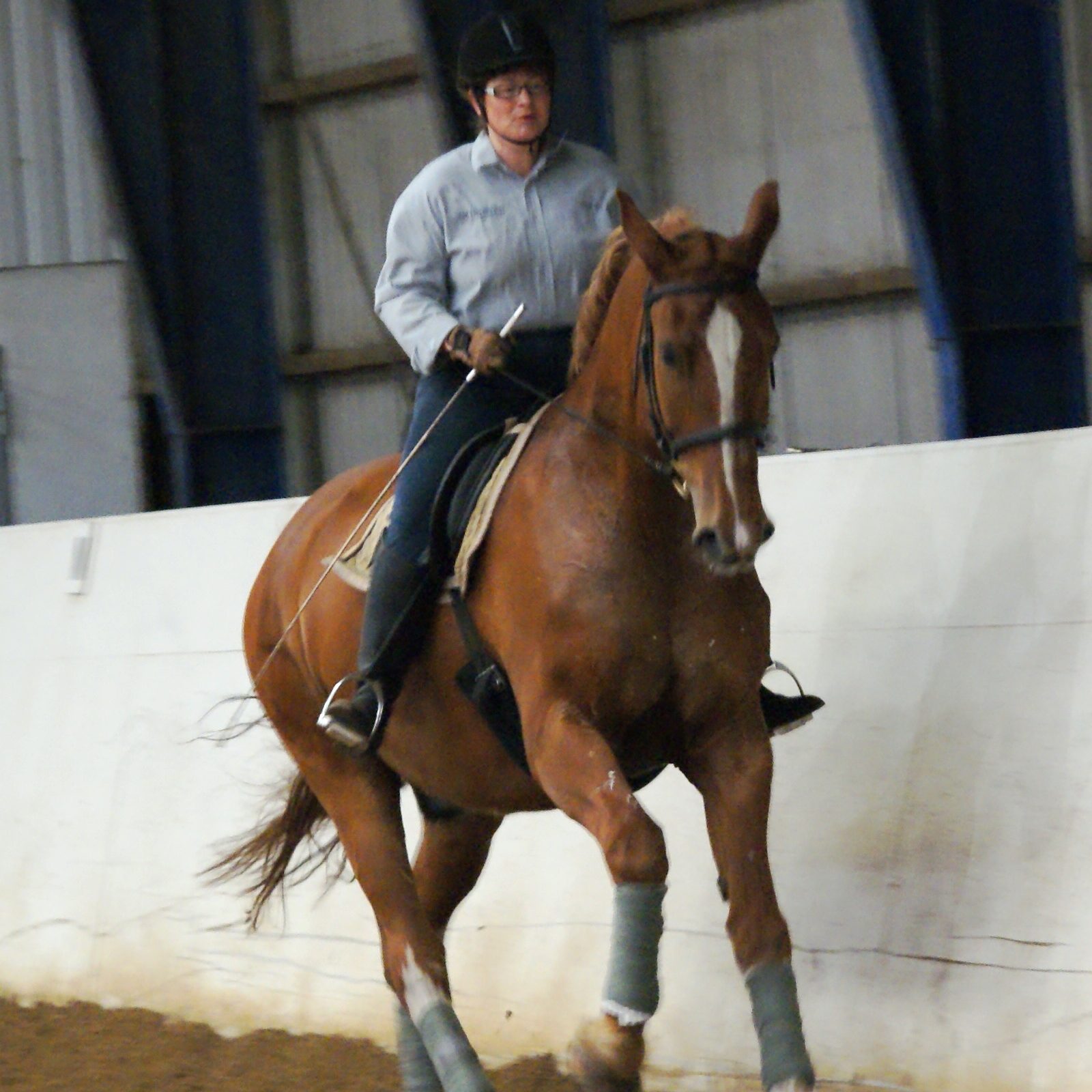 Frederiksborghest og rytter arbejder i galop