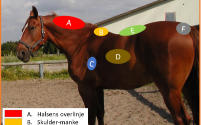 Hestens Foderstand: En Guide til Optimal Sundhed