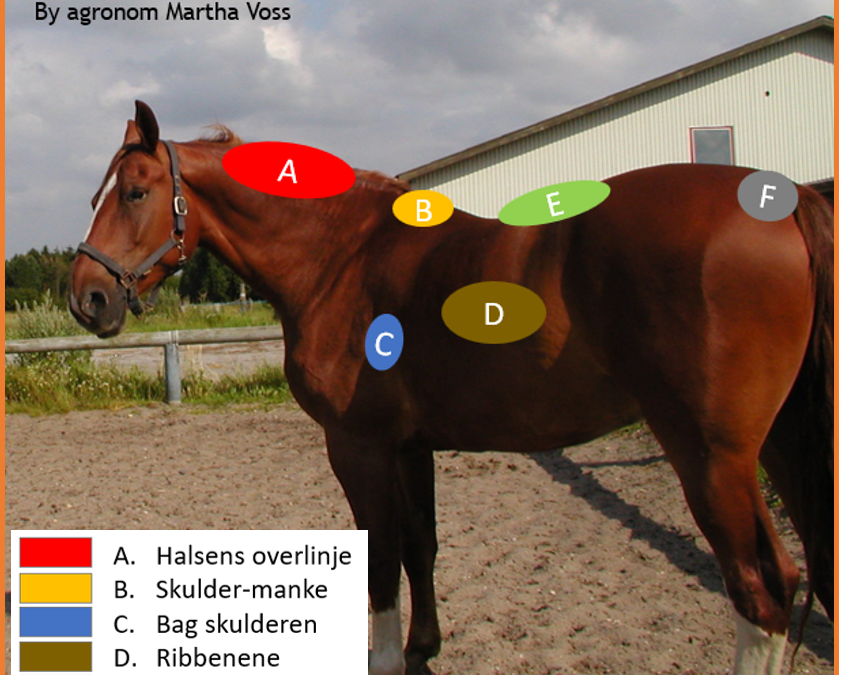 Hestens Foderstand: En Guide til Optimal Sundhed