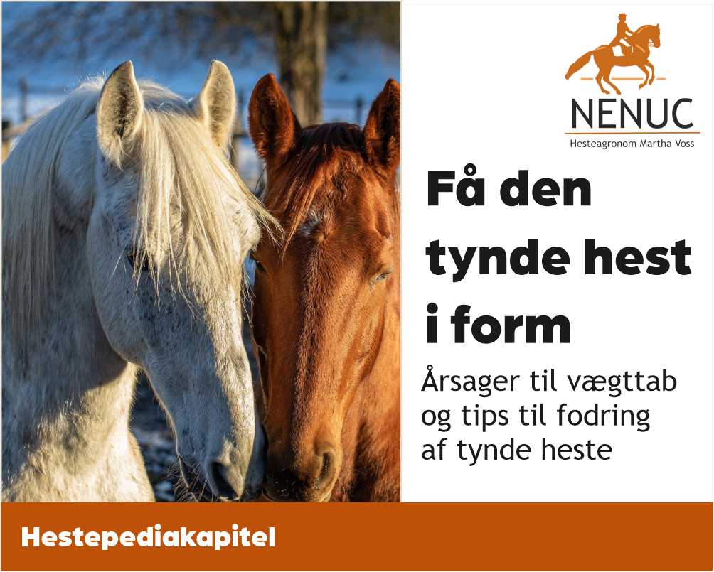 Få den tynde hest i form