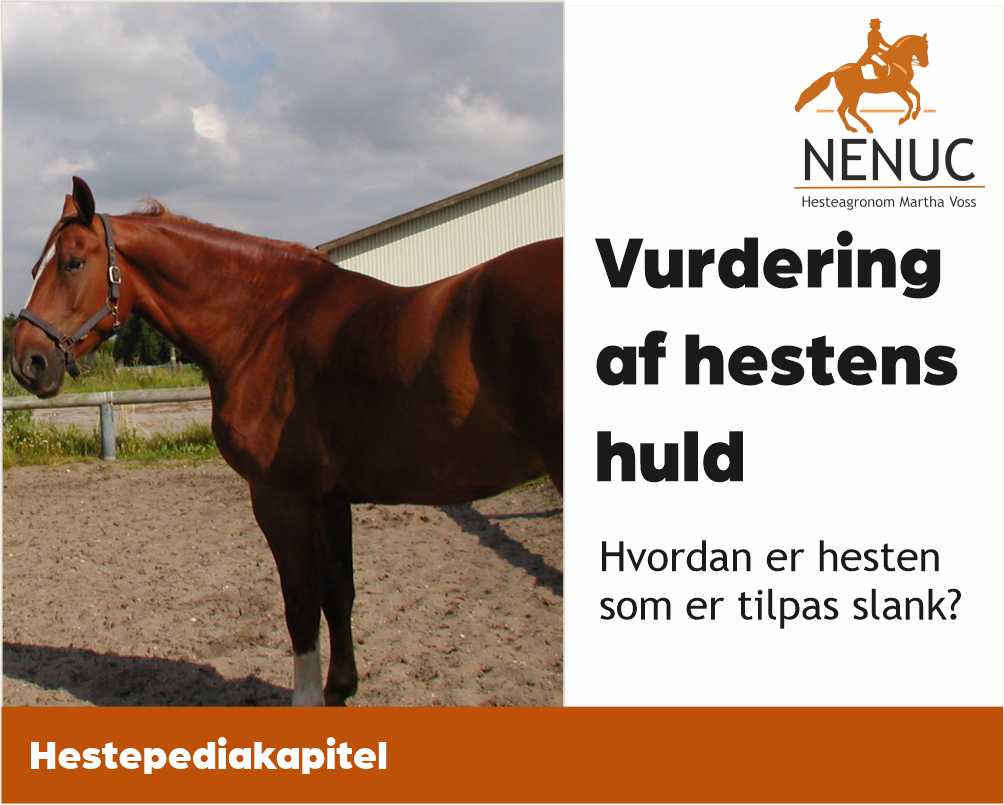 Vurder hestens huld