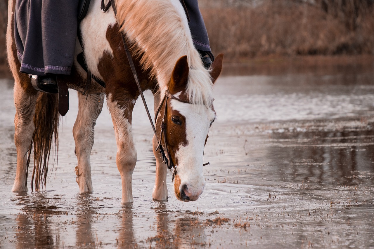 Hest der drikker vand