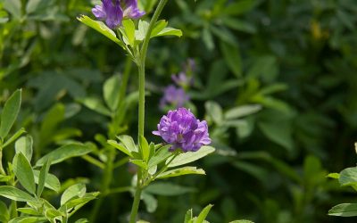 Lucerne har god effekt i hestens mave