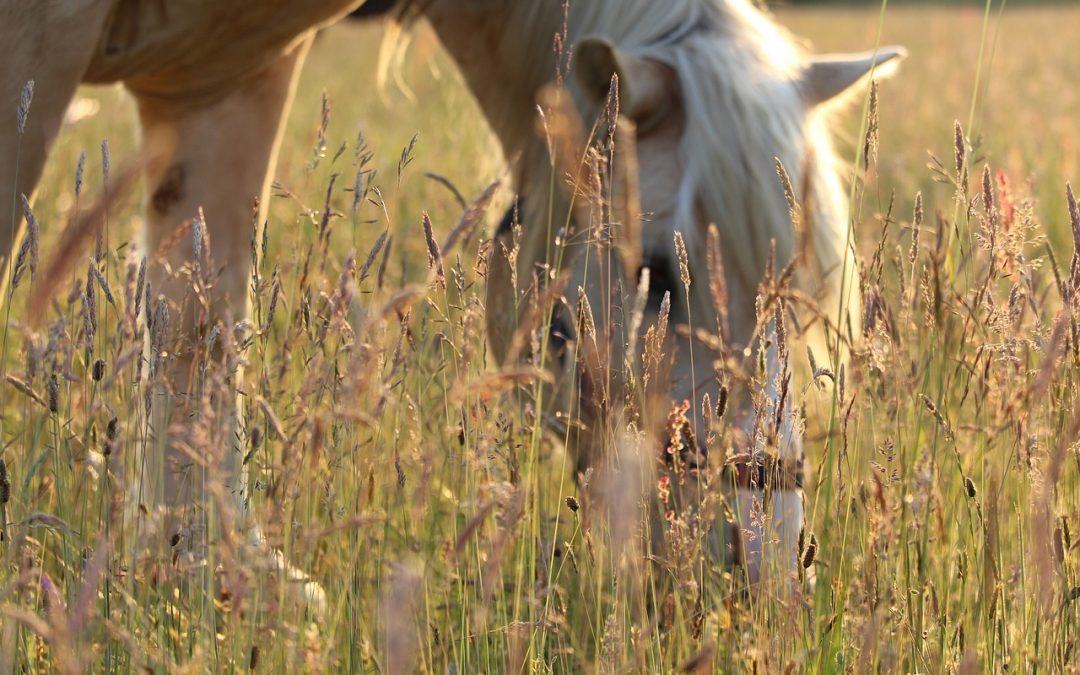 Forstå din folds planter: En nøgle til effektivt hestefold management