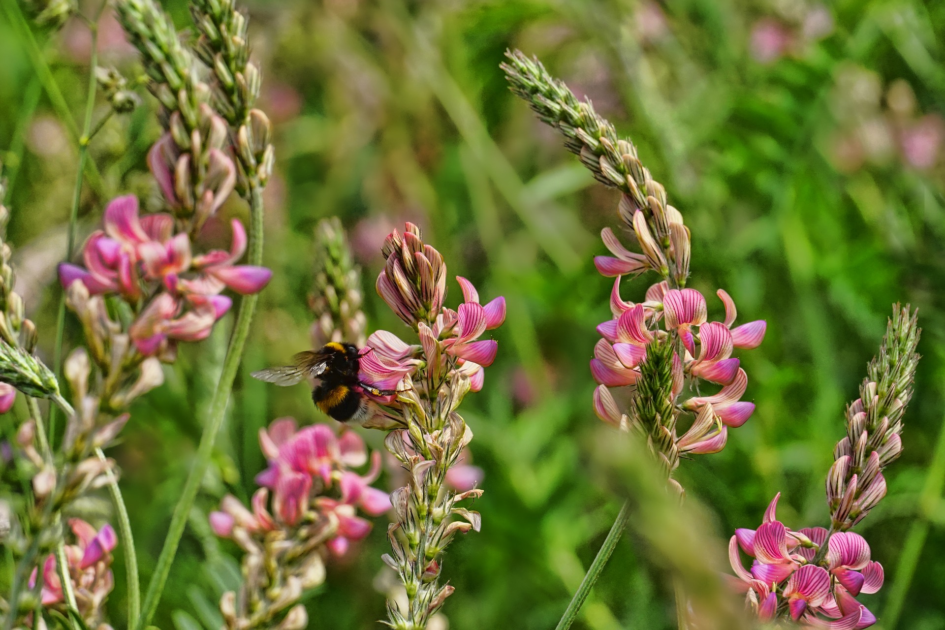 Billede af esparsette i fuldt flor