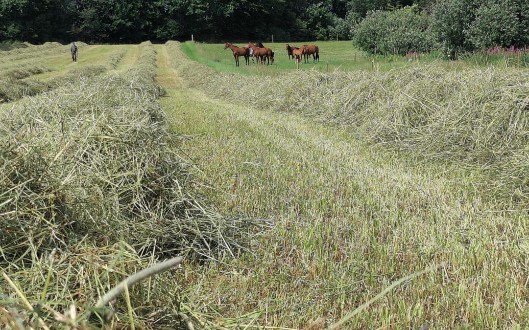 Danske grovfoderproducenter styrker hestevelfærden!