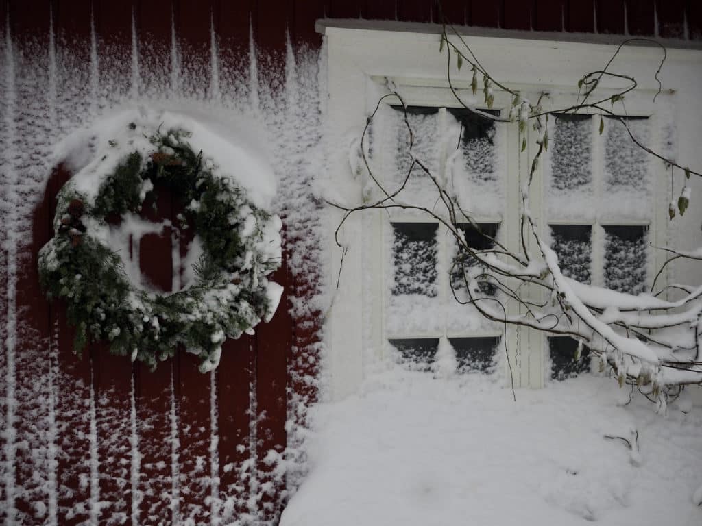 Krans av granbar i snøvær, snart er den våt av regnet