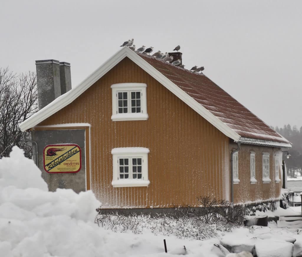 Måkene holder vakt fra taket til Rekefabrikken i Nevlunghavn