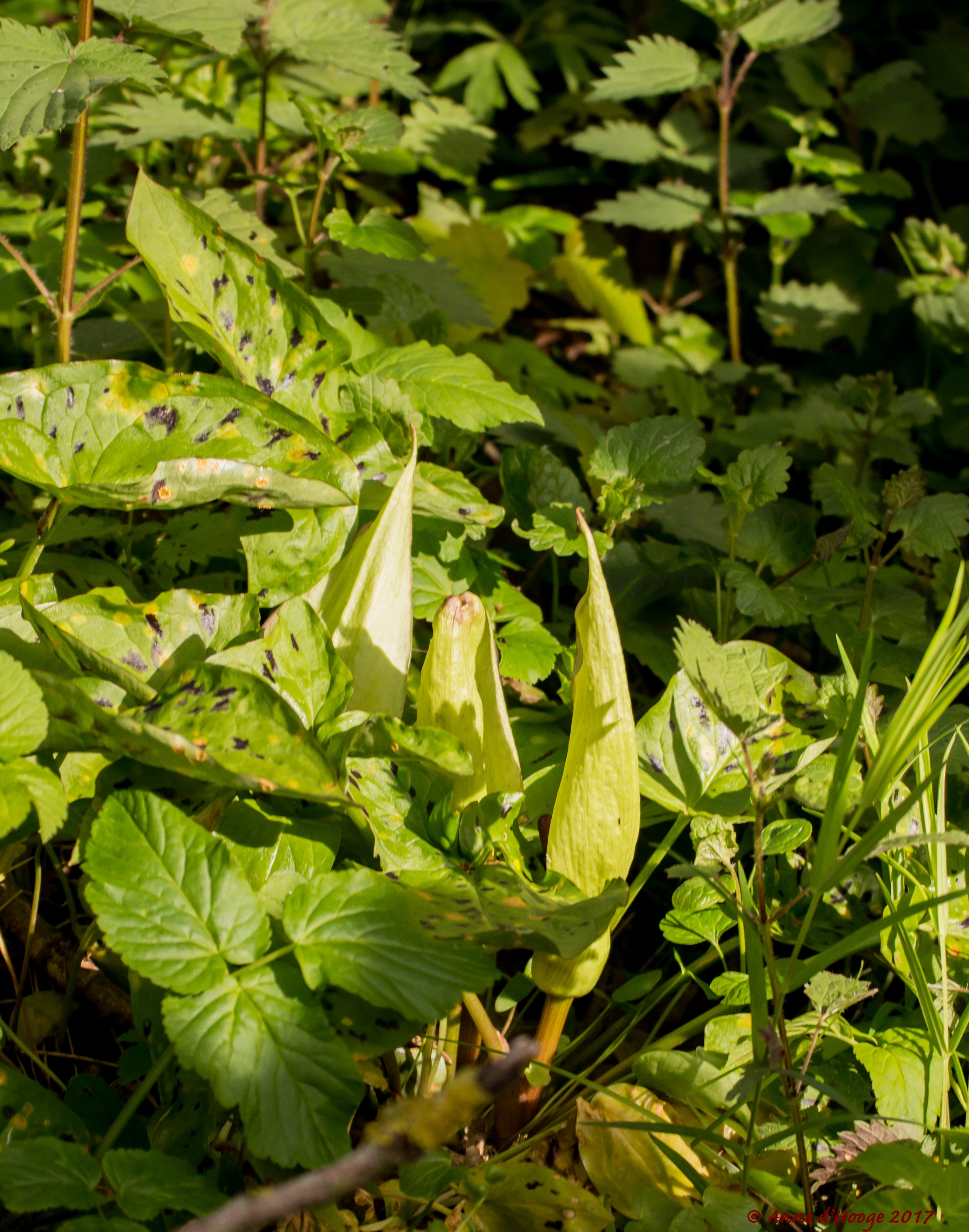 Voorjaarsbloeiers Zevenbergenbos Ranst