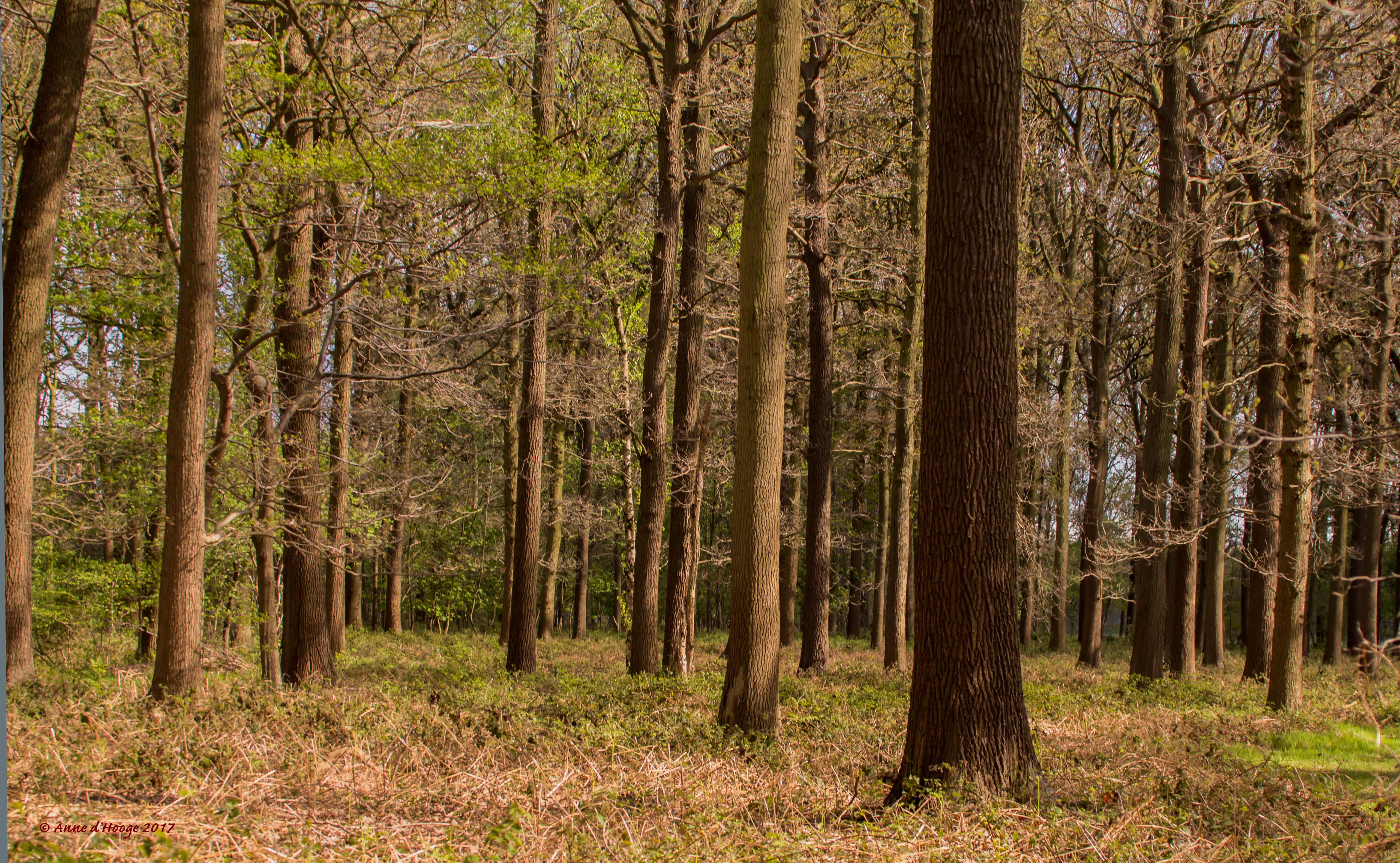 Bomenwandeling Park Steytelinck