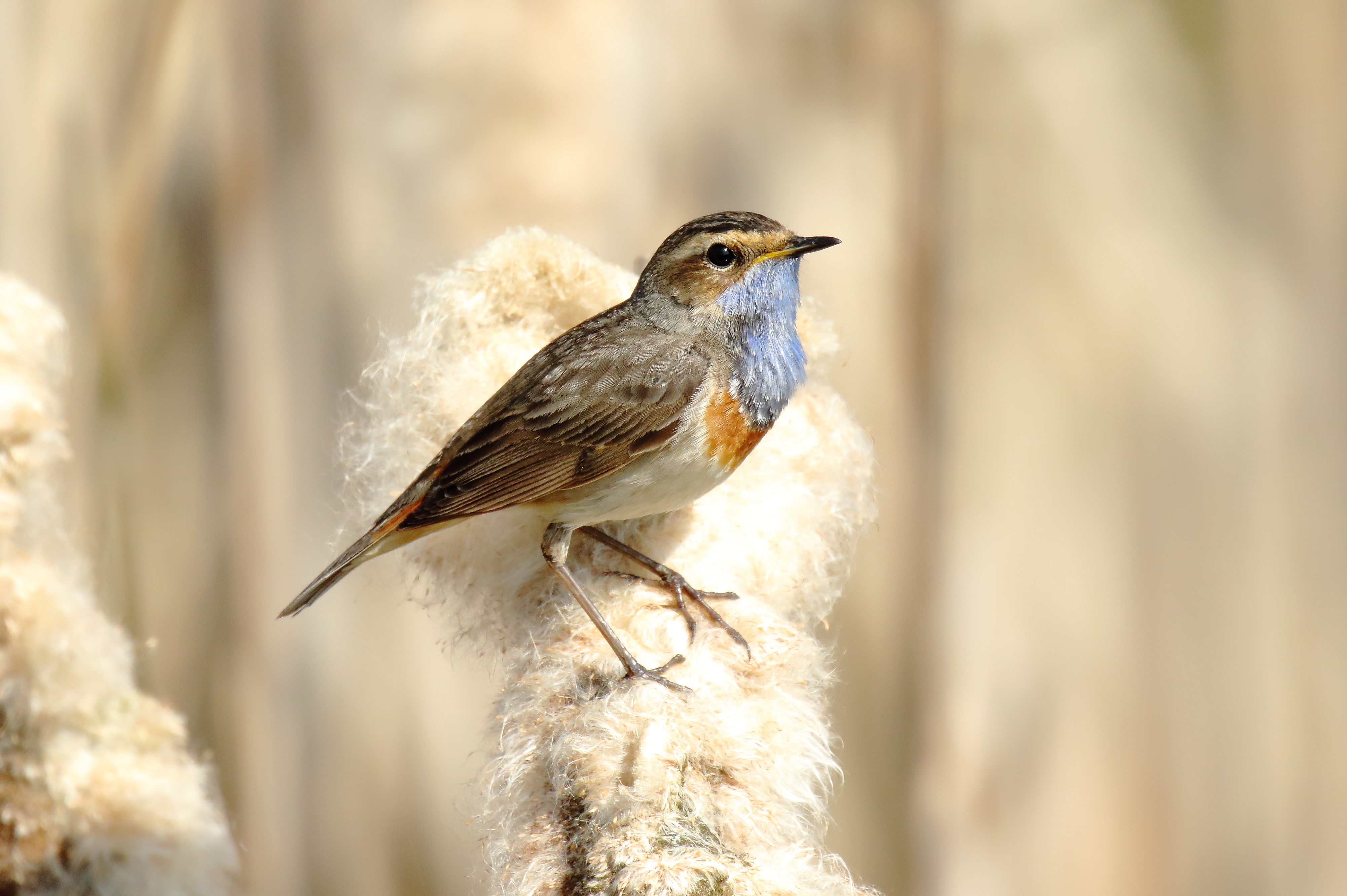 Natuurwandeling Viersels gebroekt