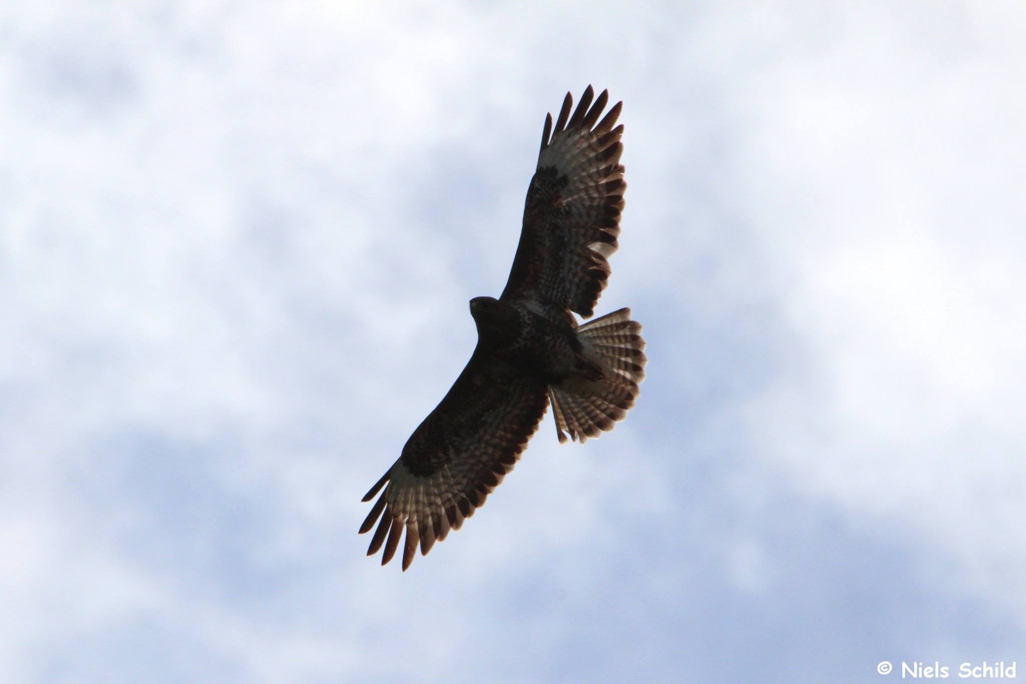 Broedvogelinventarisatie Uilenbos (Hove)