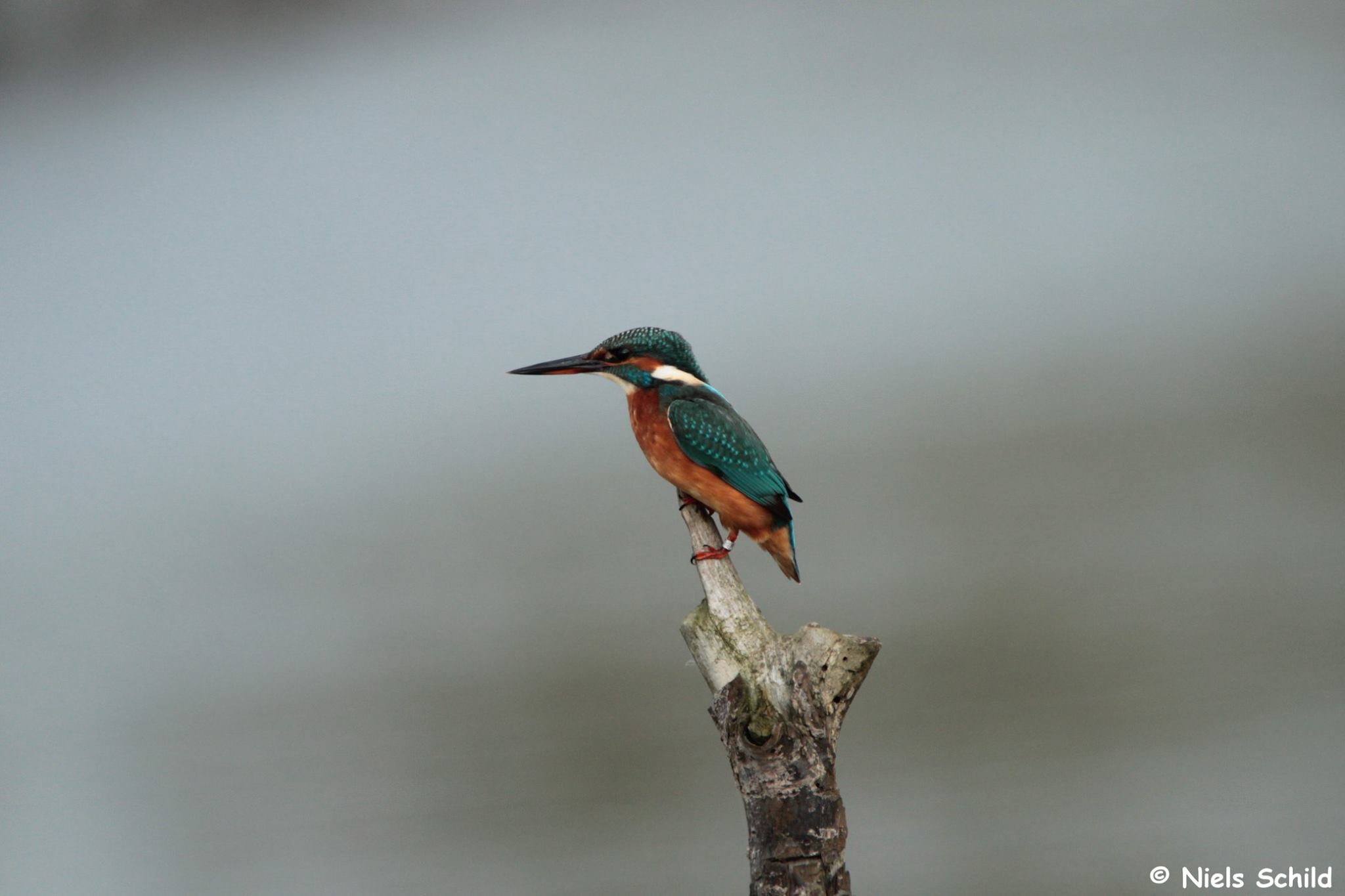 Natuurwandeling Mispeldonk, Bonheiden