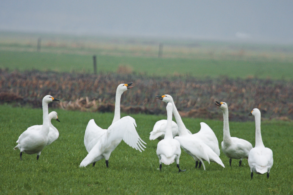 AFGELAST: Vriezeganzen in de polders