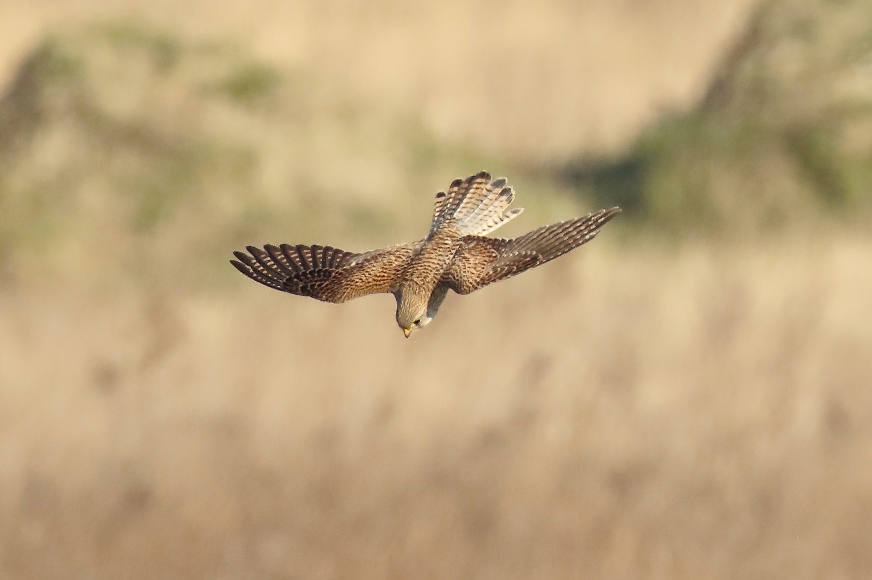 Broedvogelinventarisatie Uilenbos