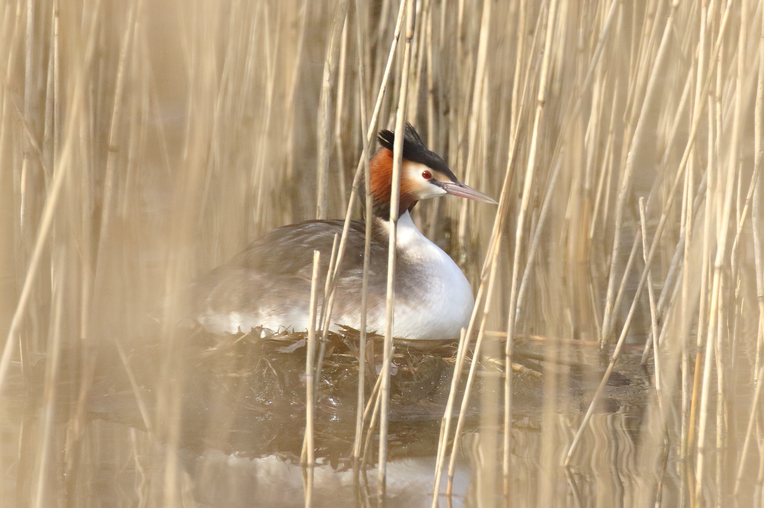 SLOW excursie Life+ Netegebied