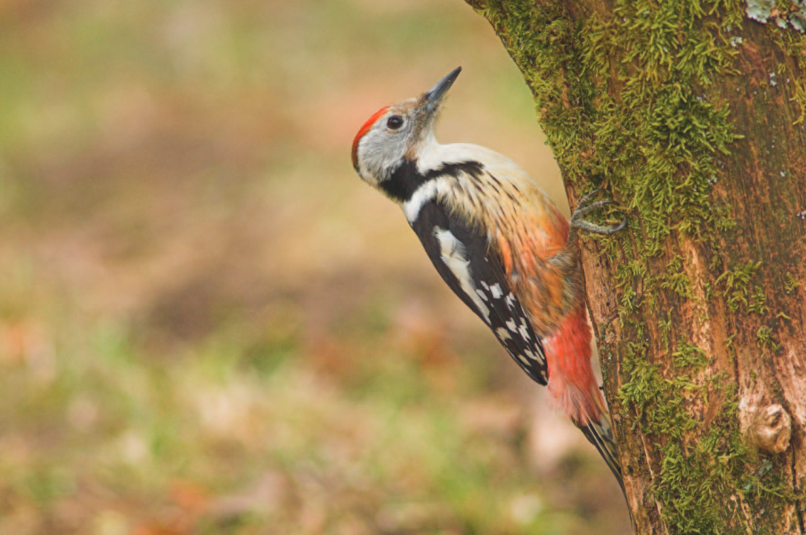 Broedvogelinventarisatie Uilenbos