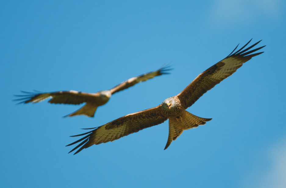 Ardeense vogelklassiekers