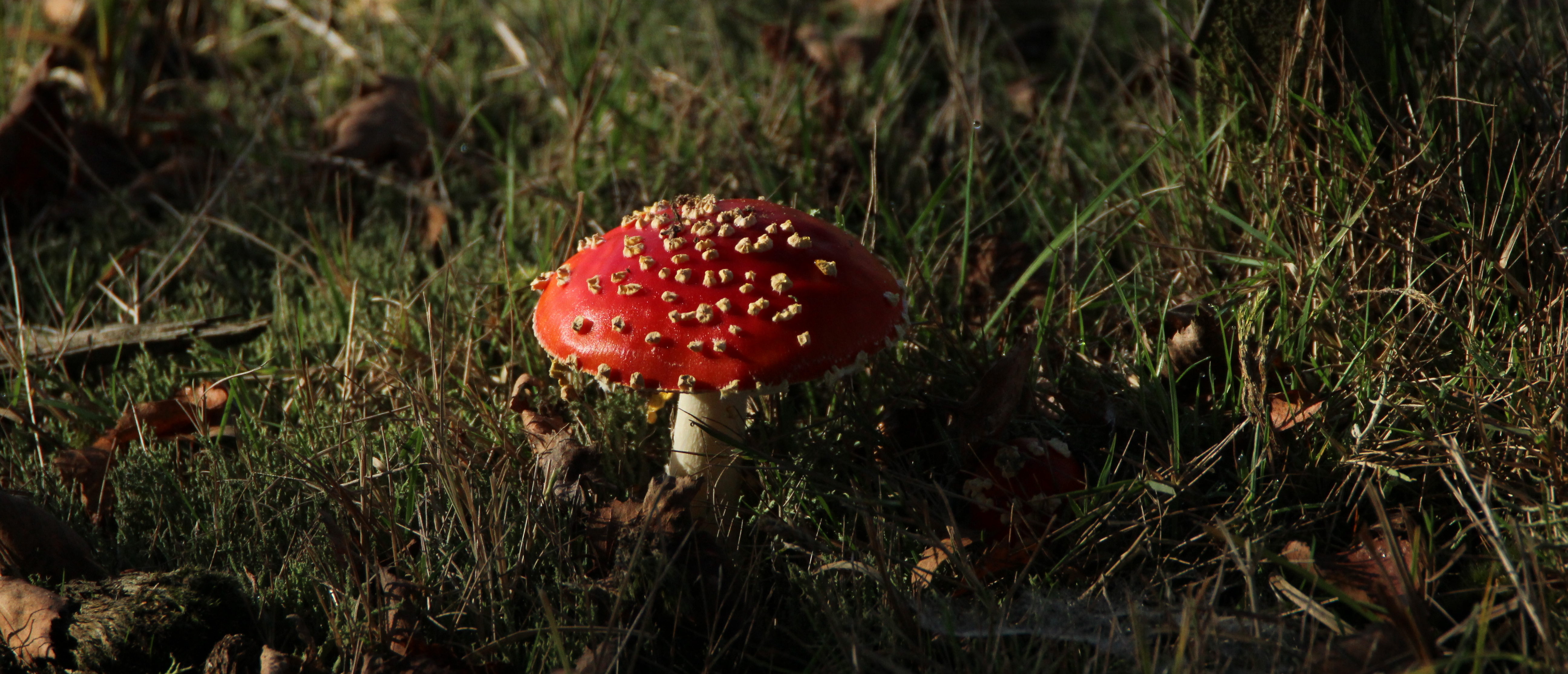 Paddenstoelen: De Inslag Maria-ter-Heide