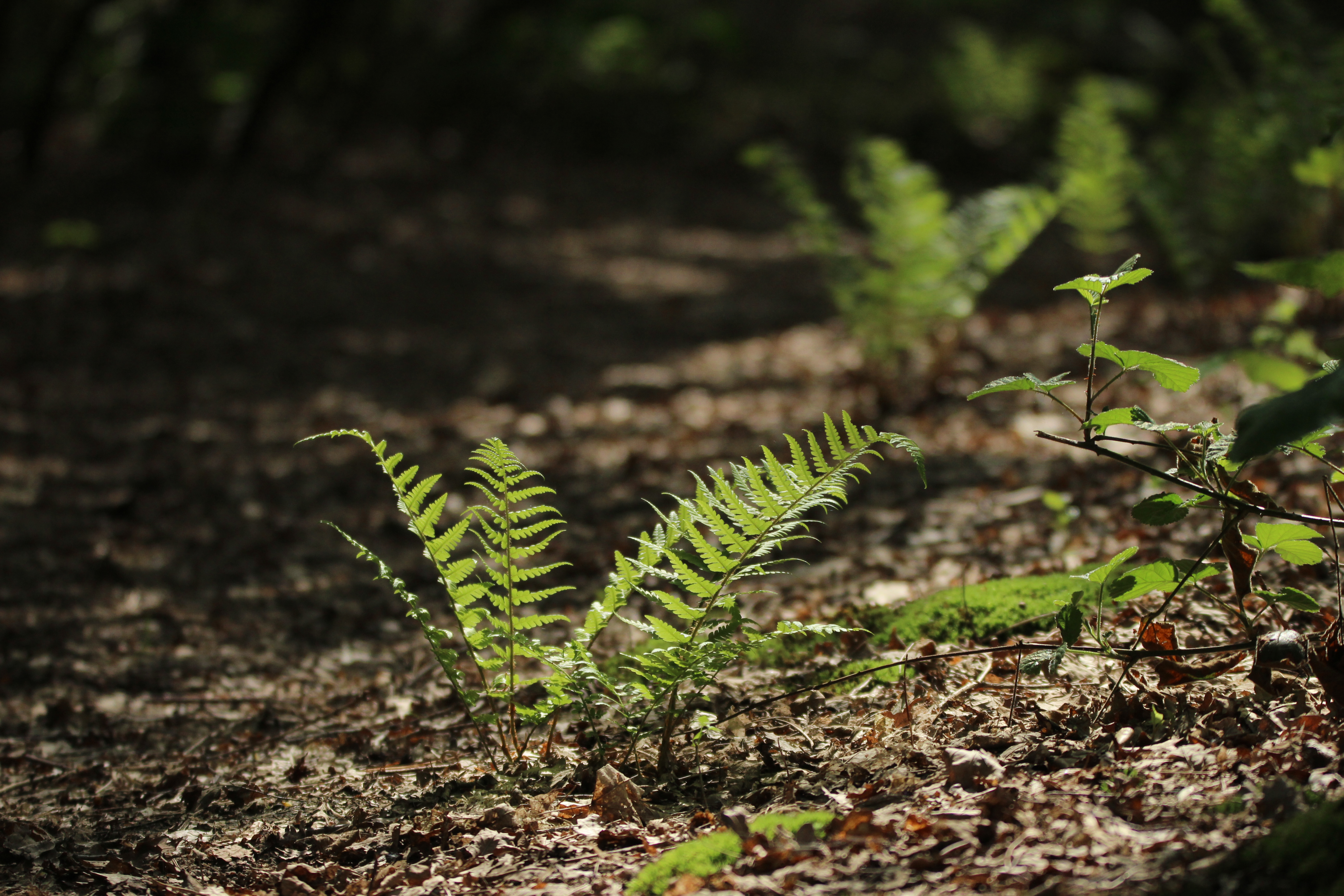 Plantentuin Meise