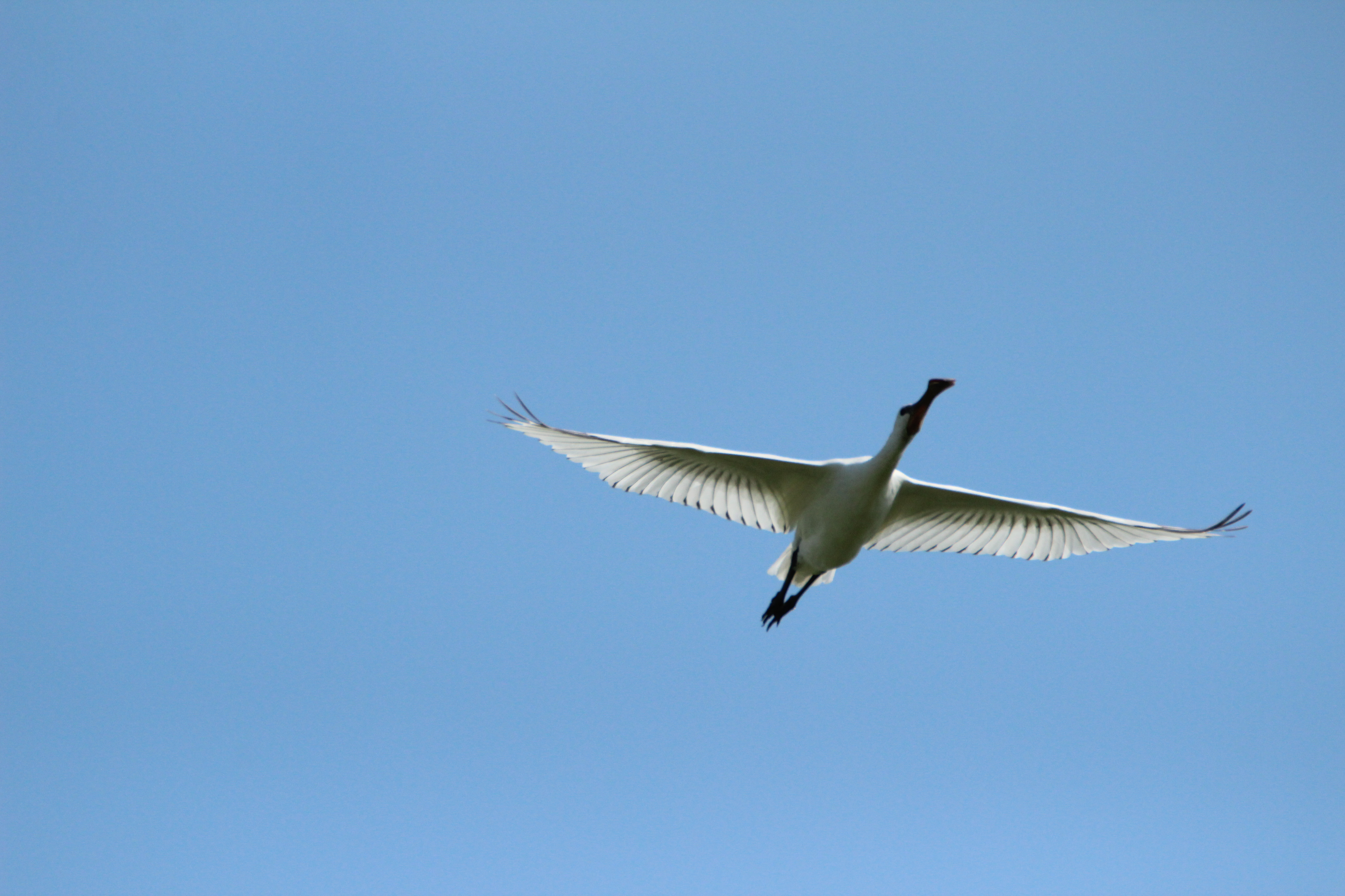 Oostkustpolders: trekvogels