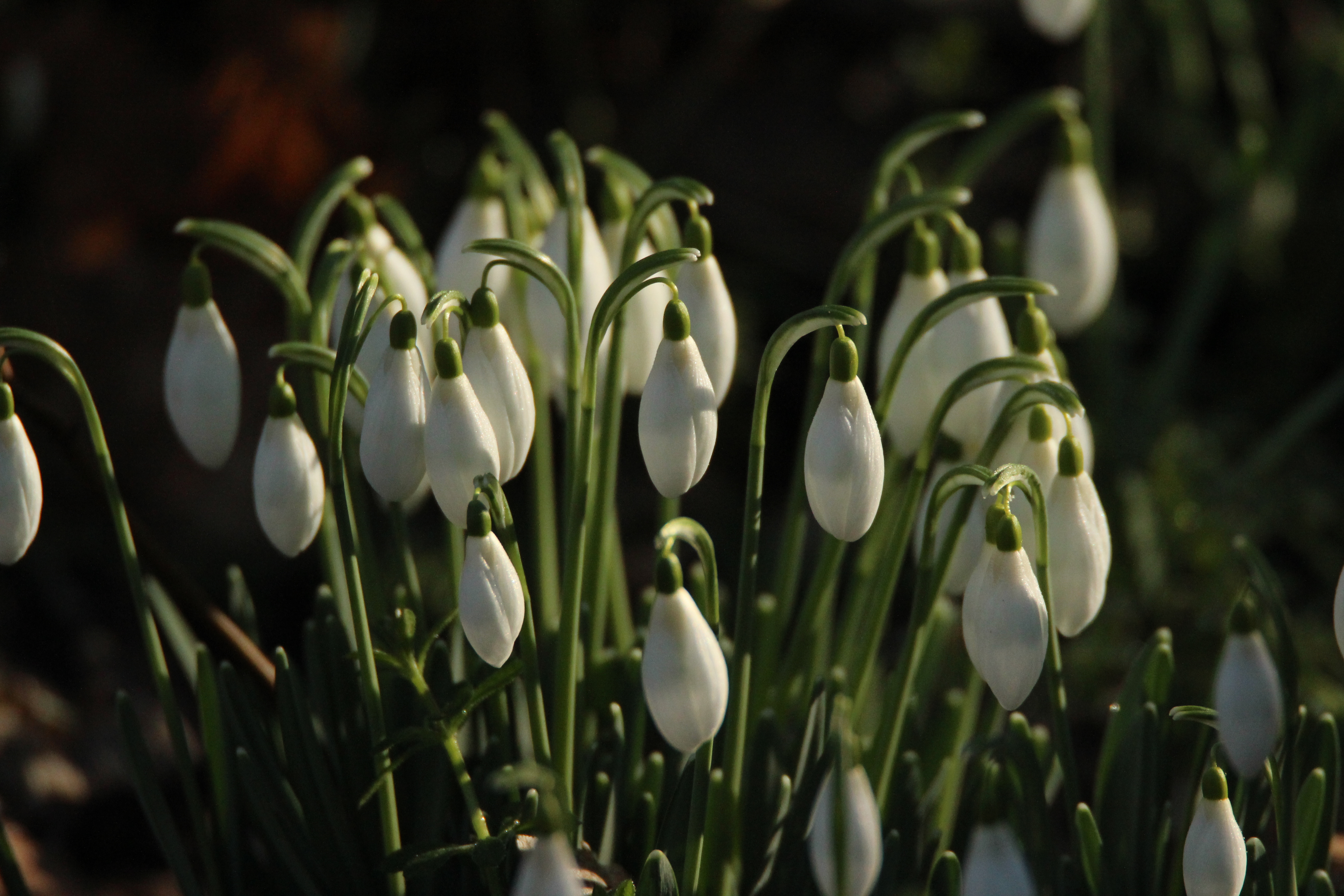 Natuurwerkdag Uilenbos