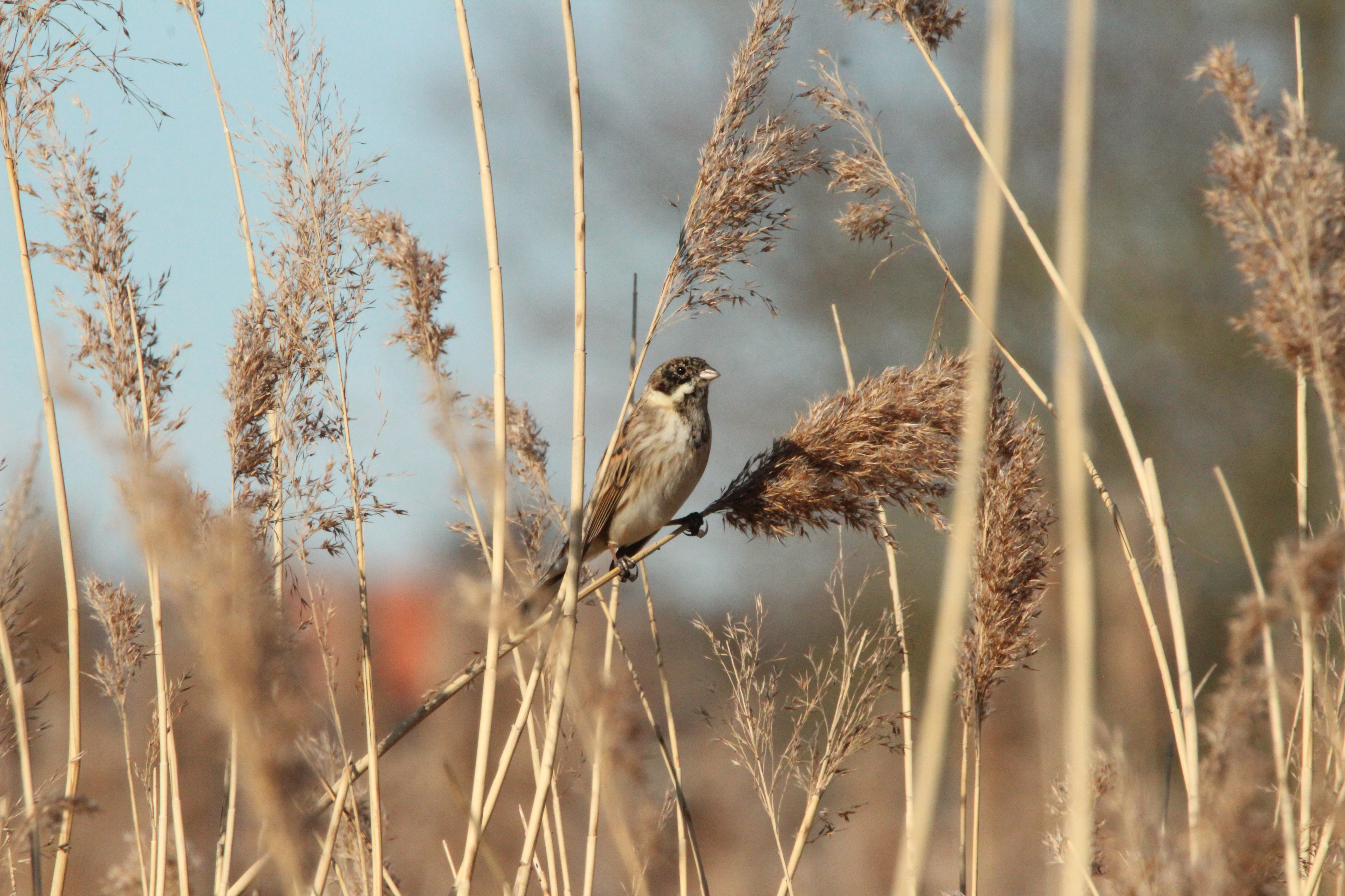 Vroegochtendwandeling Viersels Gebroekt