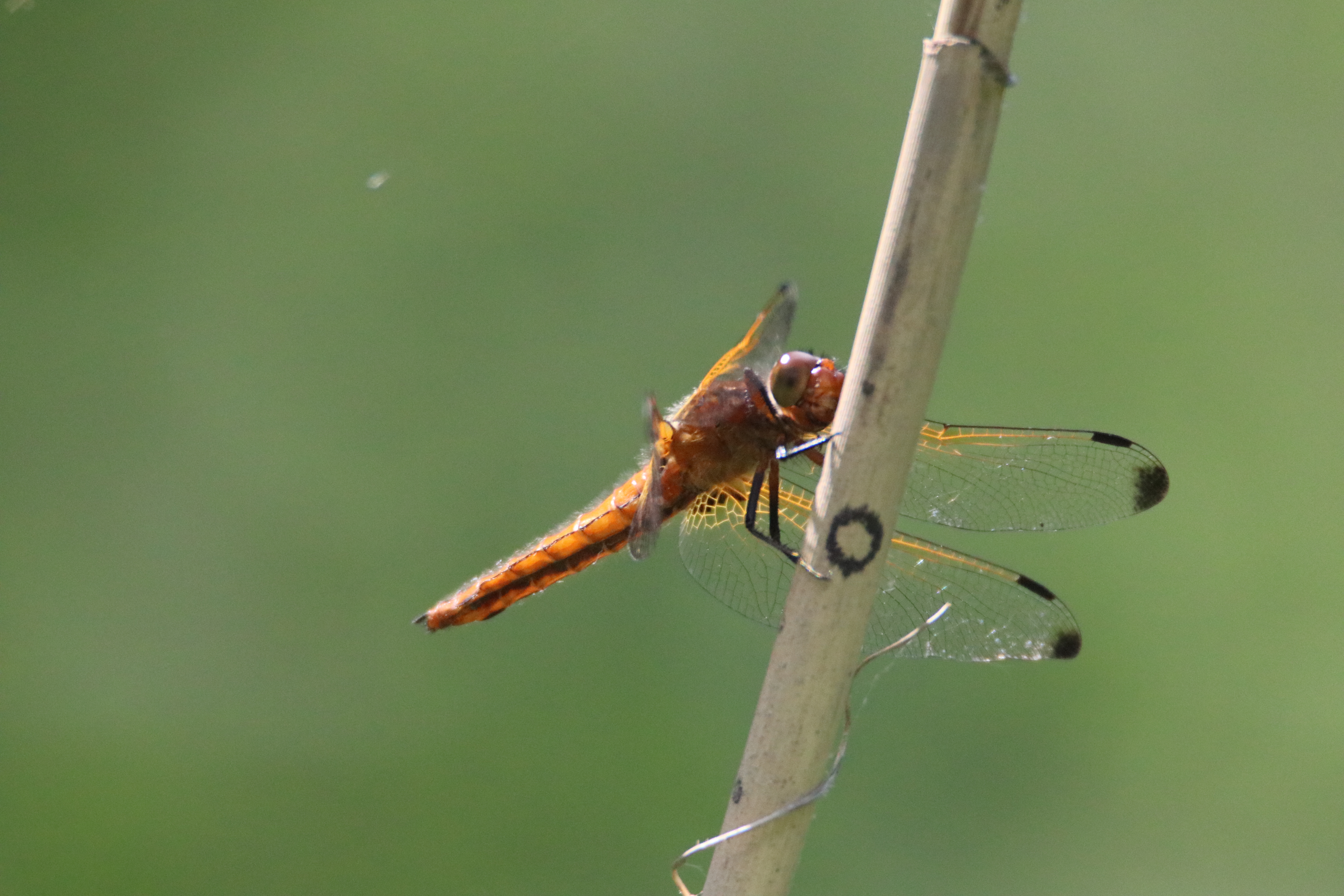 Vlinders en Libellen op Groen Neerland