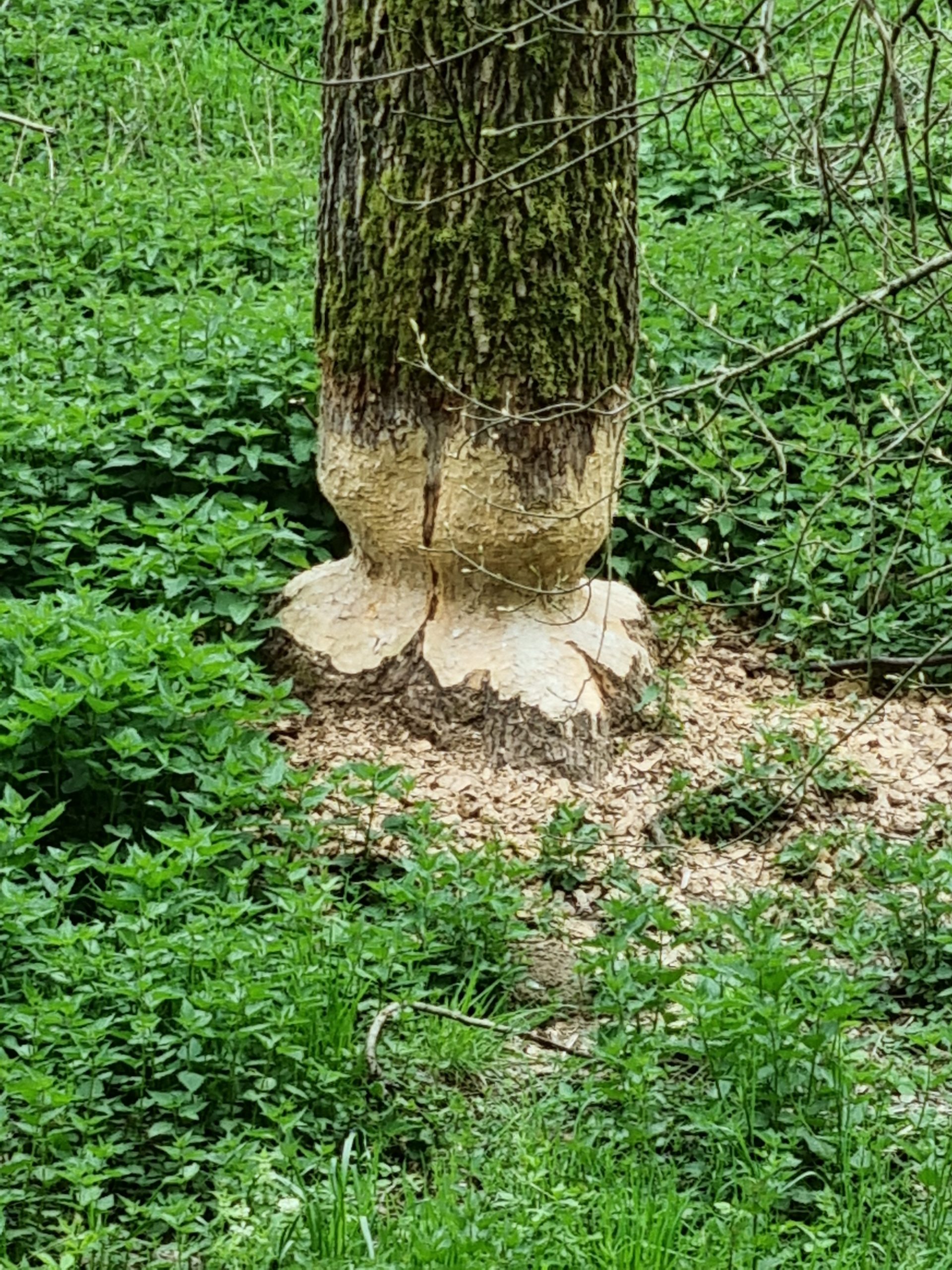 Nadere kijk op bomen