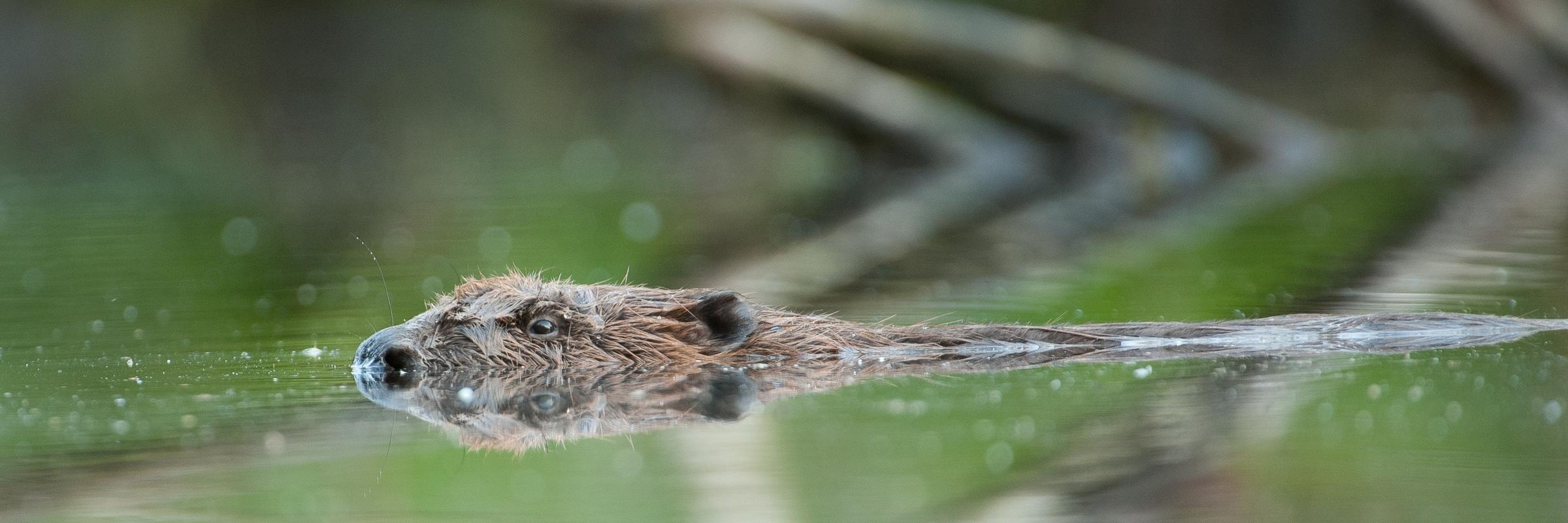 Speuren naar sporen Bever & Otter