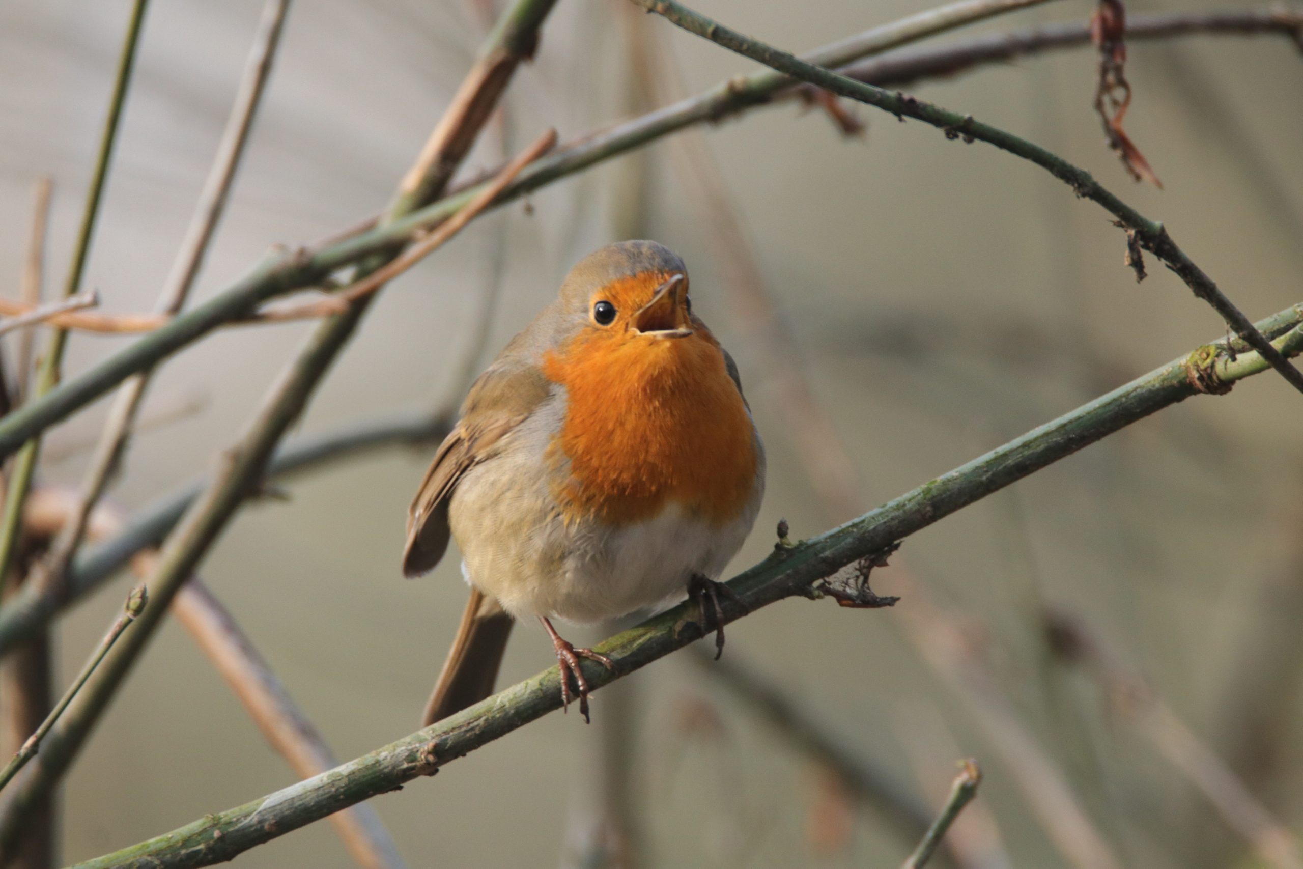 Winteravond 'Natuur in je buurt'