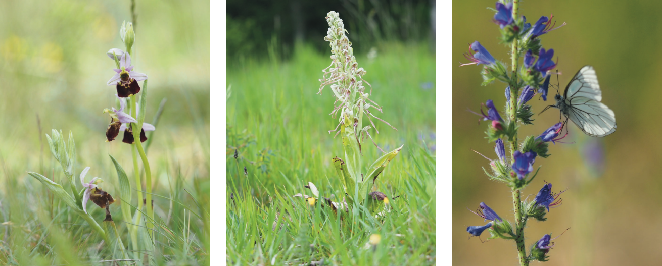 vallei van de Viroin: orchideeën en vlinders