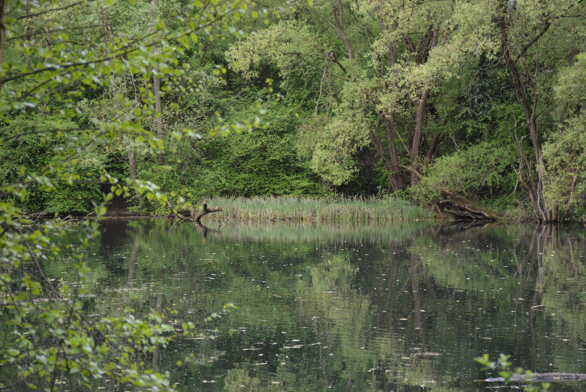 De Wolvenberg, een prachtig  voorbeeld van stadsnatuur