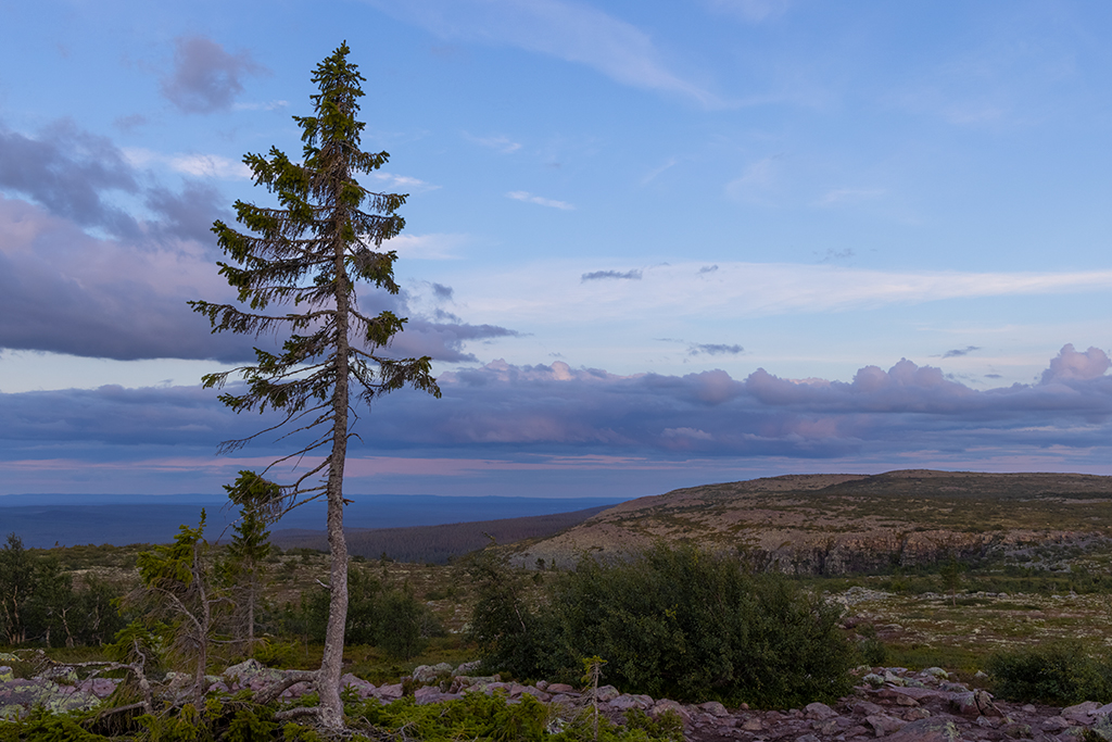 Old Tjikko