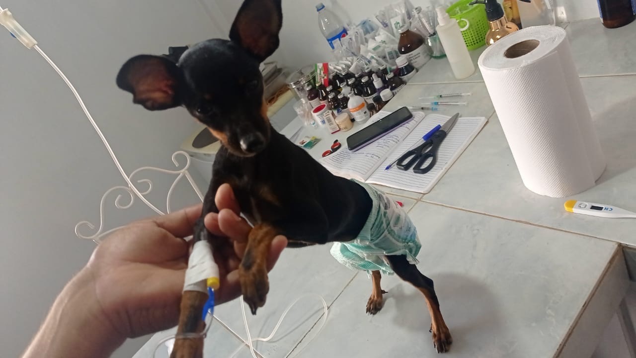 Mehr über den Artikel erfahren Update kleine Pinscher Hündin