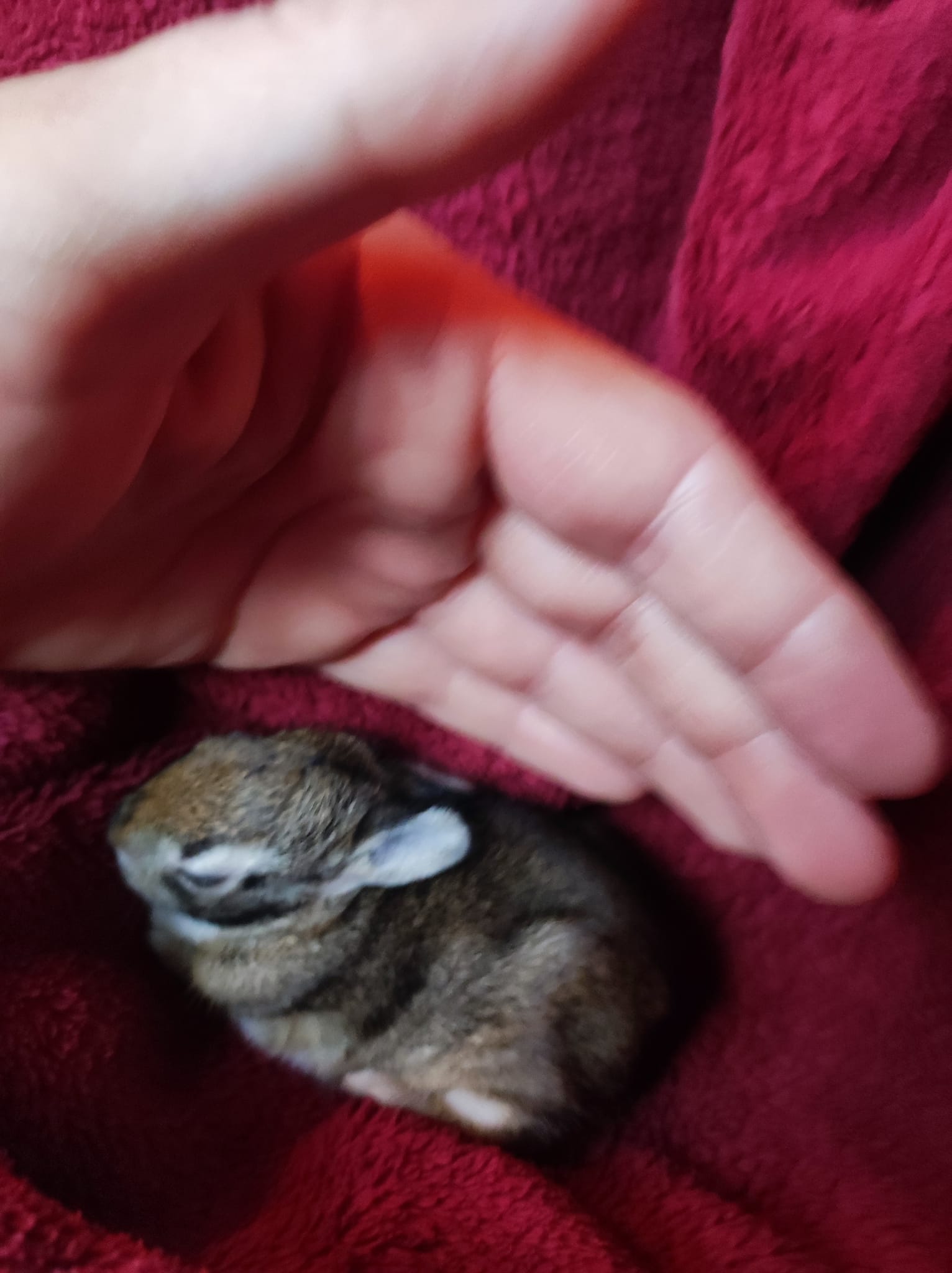 Mehr über den Artikel erfahren Kleines Kaninchen braucht Hilfe