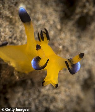 Thecacera pacifica are found across the Indian Ocean and western Pacific