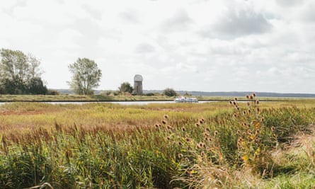Reedbeds by the River Yare