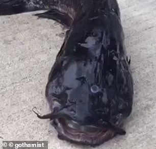 Heavy metals, coal tar waste and volatile organic were amidst the water in Gowanus Canal, Brooklyn - and eating the three-eyed fish would pose a great threat to human health