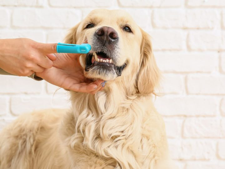 Bright Smile: How Proper Dental Care Transforms the Dog’s life