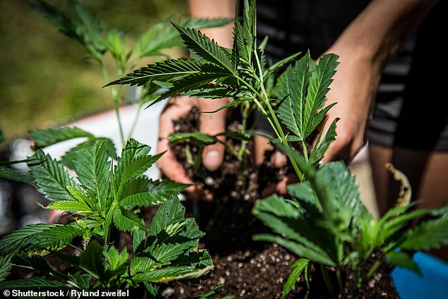Scientists aren't sure why cannabis affects the perception of time but it could be because THC binds to parts of the brain responsible for the circadian rhythm