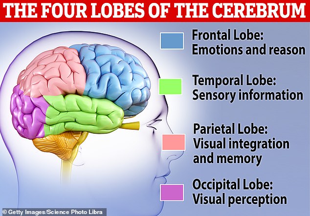 The parts of the brain affected by cannabis are located in the cerebellum (pictured), amygdala, and limbic system. These are linked with memory, movement, and emotional responses