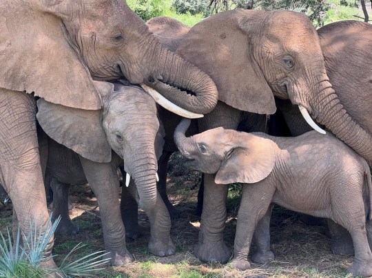 An elephant family comforts their calf