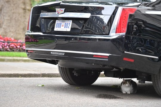 Larry the Cat under Donald Trump's cadillac.