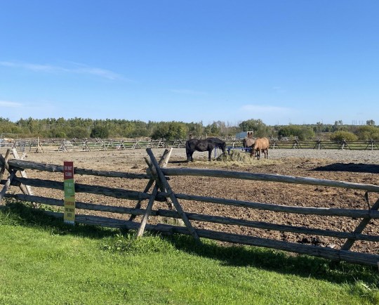 The spirit horses of Mādahòkì Farm are pictured roaming in a field just outside Ottawa, Canada