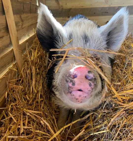 Colin the pig covered in straw. You can't see his eyes. 