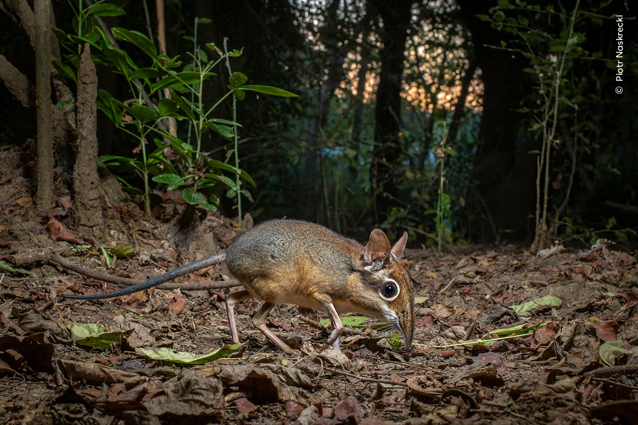 Snuffling Sengi by Piotr Naskrecki (Poland